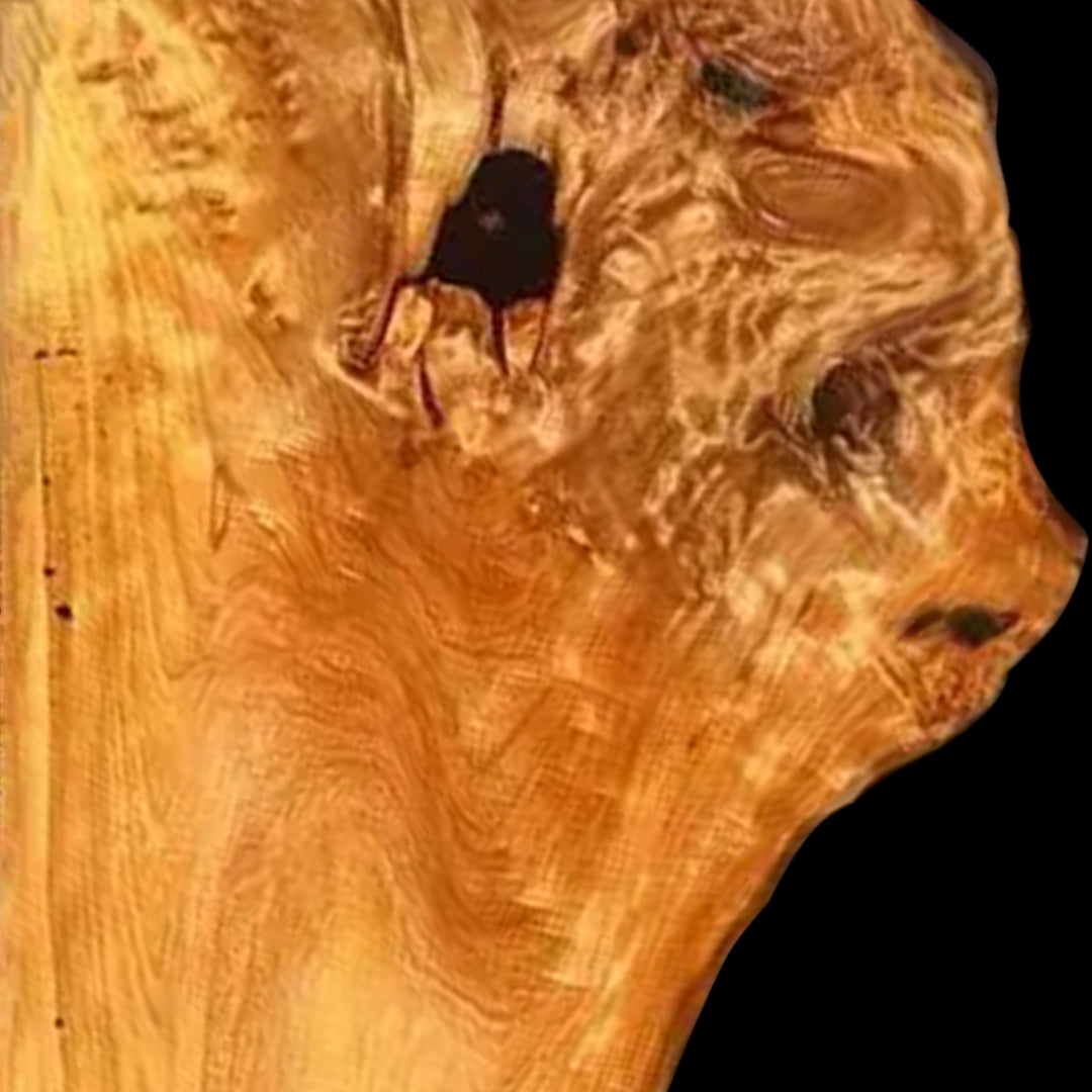 cunninghamia