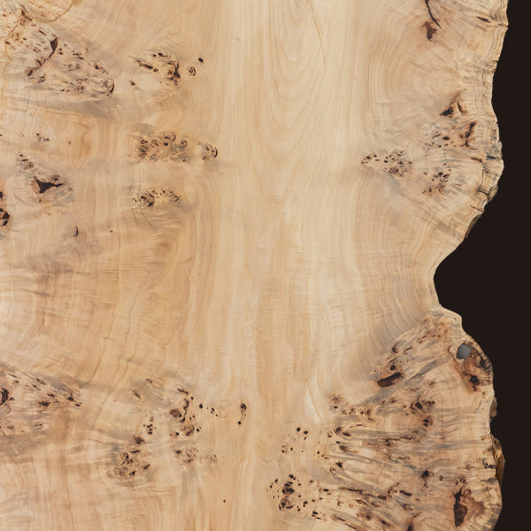 poplar