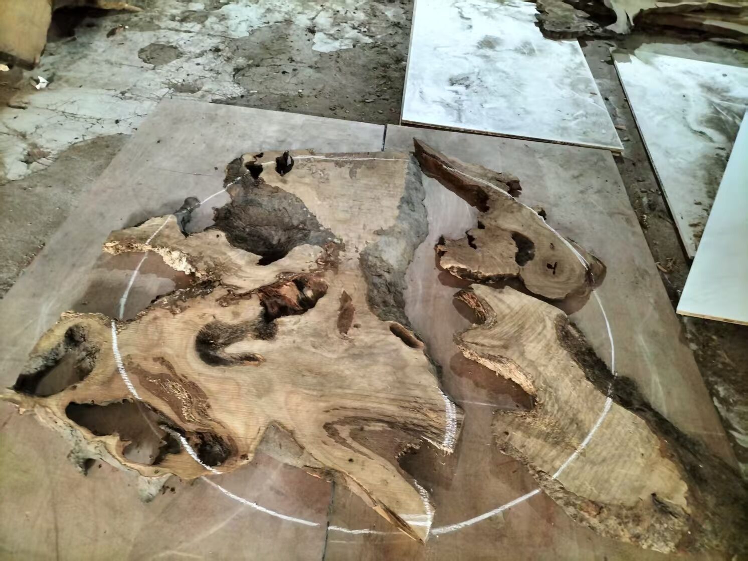 Carefully selected golden camphor wood log, showing natural grain and rich color